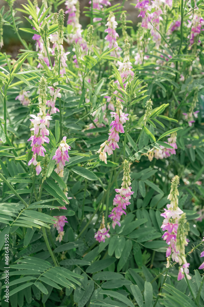 photography of summer flowers in the meadow photography of summer flowers in the meadow