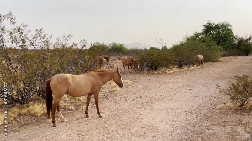 A small herd of wild horses grazes in the Sonoran Desert near Scottsdale, Arizona. A small herd of wild horses grazes in the Sonoran Desert near Scottsdale, Arizona.
