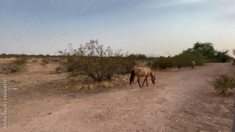 A wild horse wanders off into the desert, Sonoran Desert near Scottsdale, Arizona. A wild horse wanders off into the desert, Sonoran Desert near Scottsdale, Arizona.