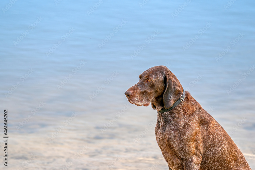 Detailed headshot of a German Shorthaired Pointer, GSP dog sitting on the beach of a lake during a summer day. He stares into the distance over the water