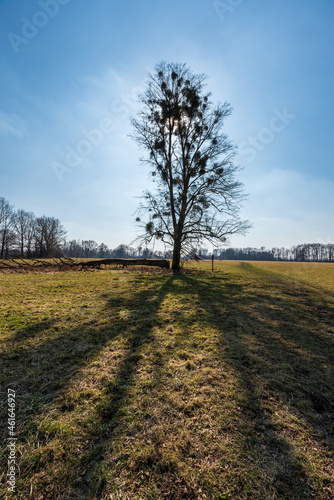 Early springtime meadow with isolated tree, forest on the background and clear sky with sun