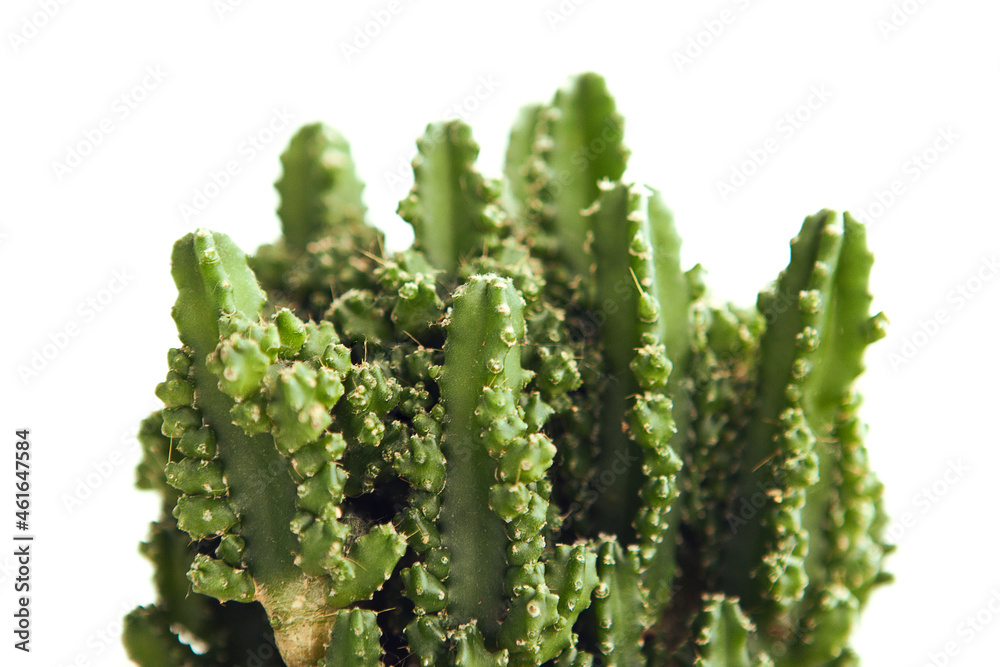 Green succulent on white background, close up Green succulent on white background, close up
