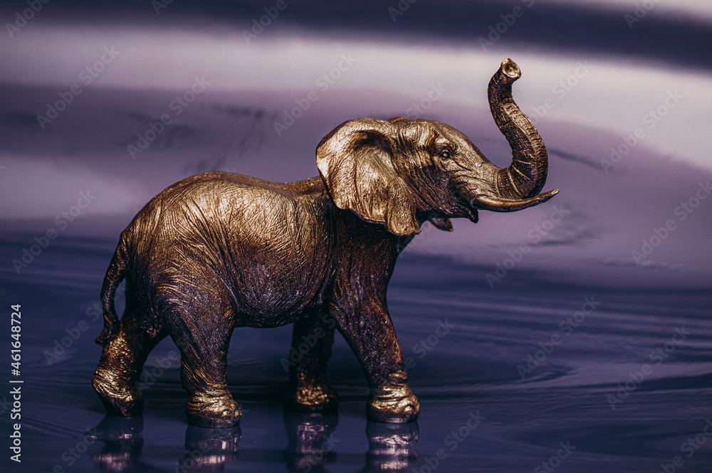 Fototapeta premium elephant in the wild