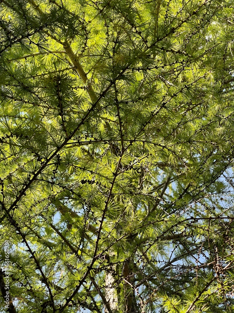 Obraz premium fir and sunlight Bottom view