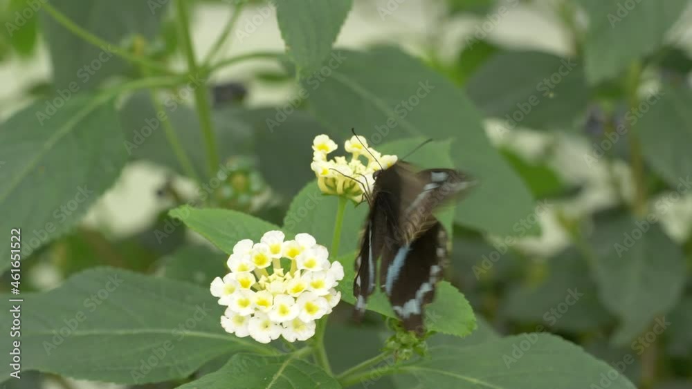 Close up of active Black and Blue colored Butterfly collecting pollen of flower - slow motion - Close up of active Black and Blue colored Butterfly collecting pollen of flower - slow motion -