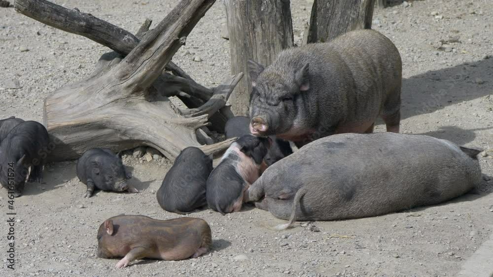 Close up of cute Black Pig Family resting with adult and piglets outdoors in sunlight - Sweet Newborn Pigs having fun on sandy ground in wilderness - prores footage