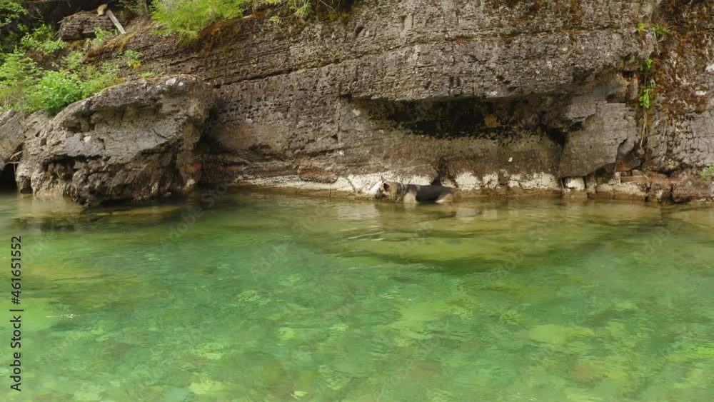 German Shepherd Dog Swimming at a Fresh Water River in McDonald Creek, Dolly Shot German Shepherd Dog Swimming at a Fresh Water River in McDonald Creek, Dolly Shot