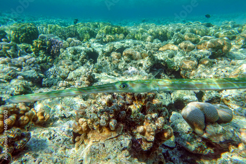 Fototapeta Naklejka Na Ścianę i Meble -  Smooth cornetfish - Fistularia commersonii ,coral reef Red Sea 