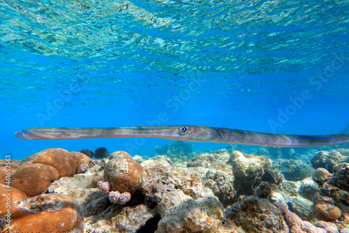 Smooth cornetfish - Fistularia commersonii ,coral reef Red Sea 