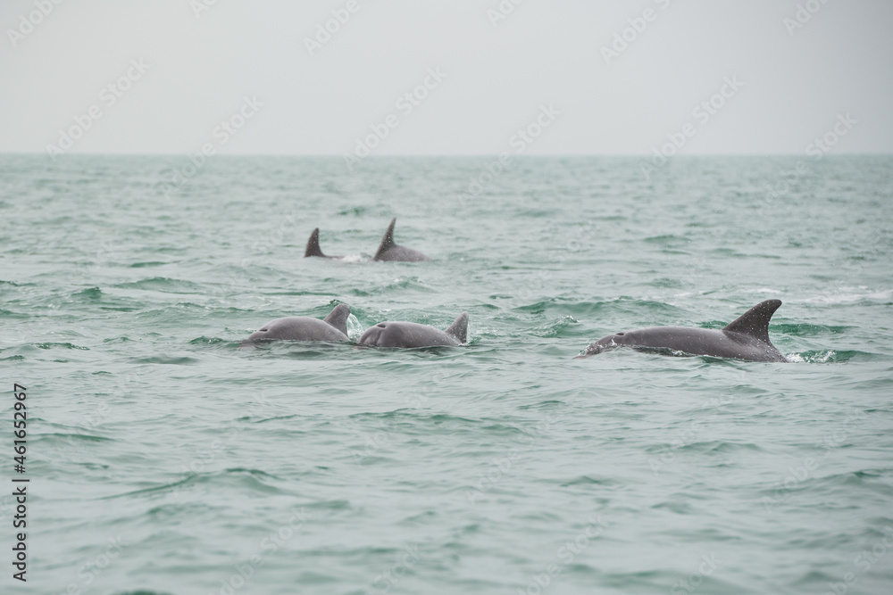 Naklejka premium Dolfins