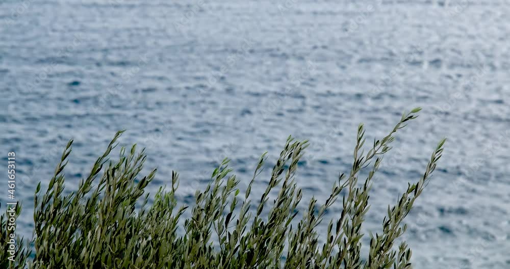 Selective focus on green bush in front of sea view. Sunny windy day. Weather conditions. Storm warning. Nobody. Travel destination for summer. Natural water and horizon background in 4k resolution Selective focus on green bush in front of sea view. Sunny windy day. Weather conditions. Storm warning. Nobody. Travel destination for summer. Natural water and horizon background in 4k resolution