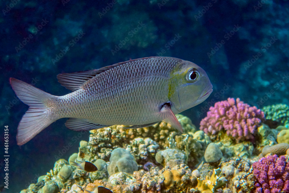 Naklejka premium Bigeye emperor (Monotaxis grandoculis) - fish. Red Sea Egypt. 