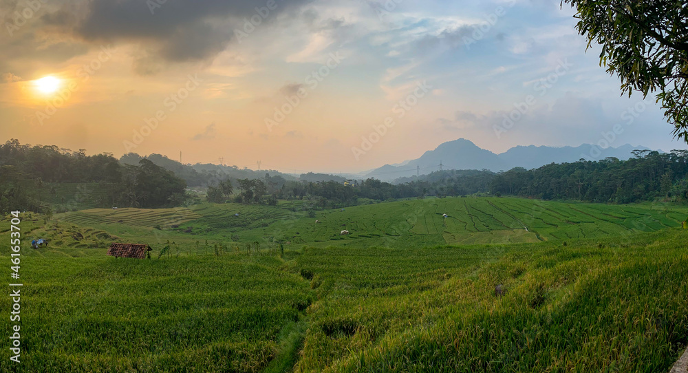 rice field sunset