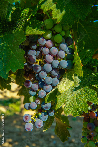 Obraz na plátně Viñedos del área de cultivo del Somontano con D