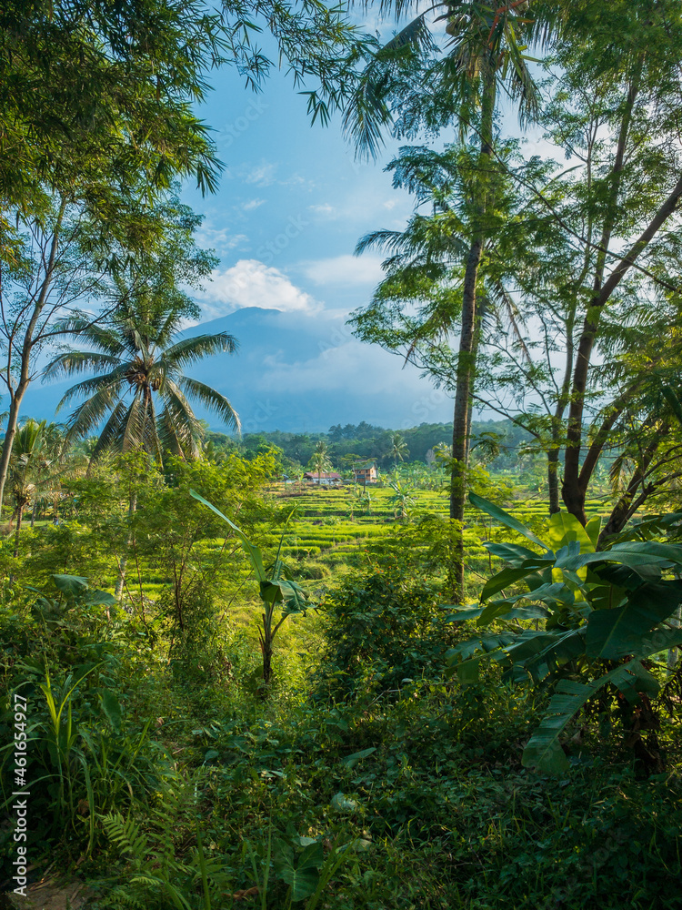 Obraz premium landscape with trees