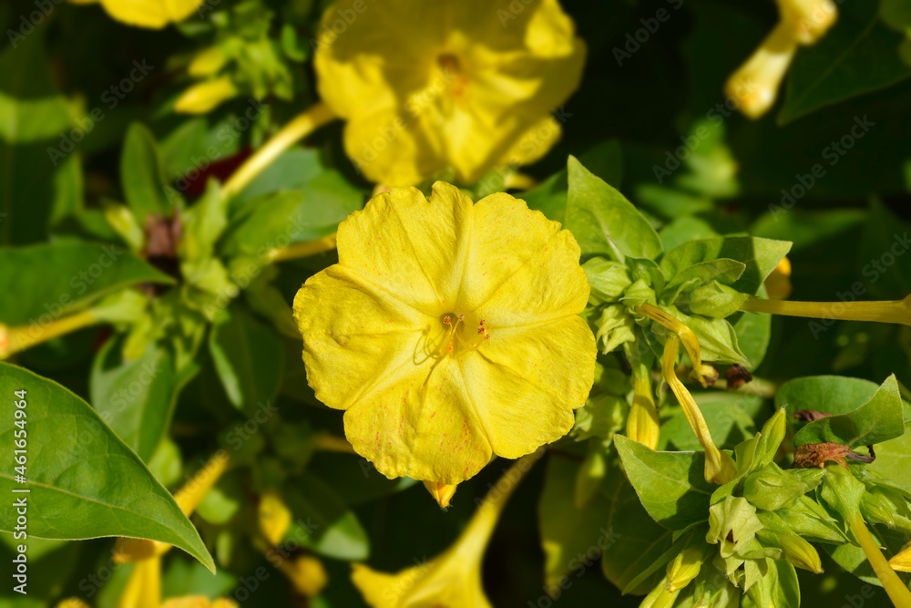 Obraz premium Marvel of Peru