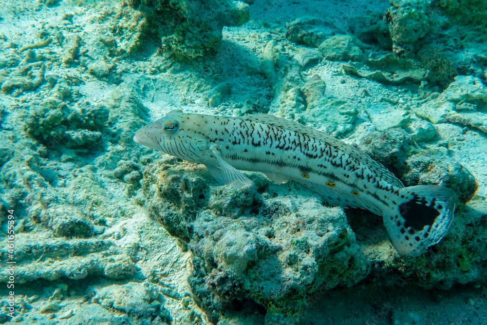 Speckled  sandperch in Red sea, Egypt