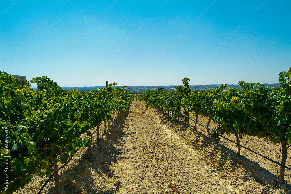Obraz premium Viñedos del área de cultivo del Somontano con D.O. del mismo nombre, que tiene como centro la localidad de Barbastro, Huesca, Aragón.