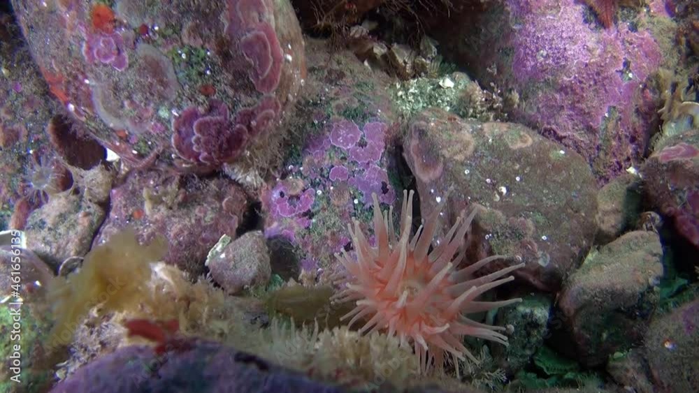 Underwater video in cold clear water of the Arctic Ocean and floating around inhabitants of the seas. Amazing, beautiful marine life world of sea creatures. Scuba diving and tourism. Underwater video in cold clear water of the Arctic Ocean and floating around inhabitants of the seas. Amazing, beautiful marine life world of sea creatures. Scuba diving and tourism.