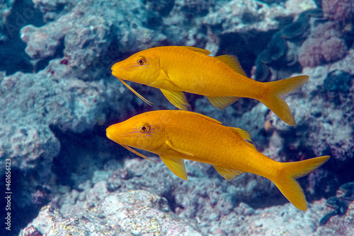 Yellowsaddle goatfish on the coral reef, Red Sea