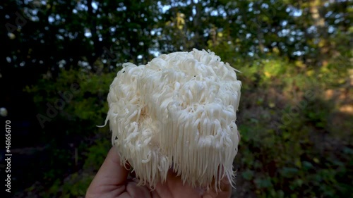 Lion's Mane mushroom on the hand in the autumn forest photo