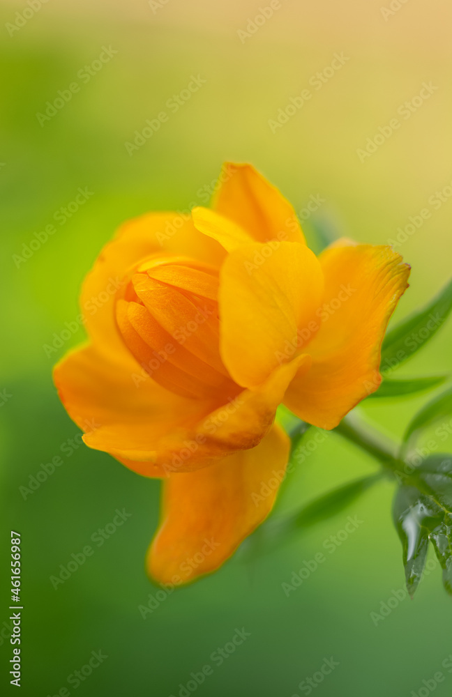 Flowers frying swimsuit orange bud on a on a light green background. Selective focus. Flowers frying swimsuit orange bud on a on a light green background. Selective focus.