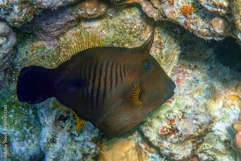 Broom filefish in Red sea, Egypt, Broom filefish in Red sea, Egypt,