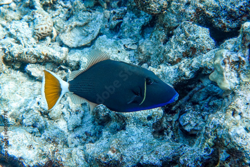 Coral fish Bluethroat triggerfish ,Red Sea ,Egypt