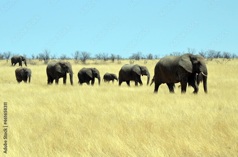 African elephant herd in Western Etosha National Park