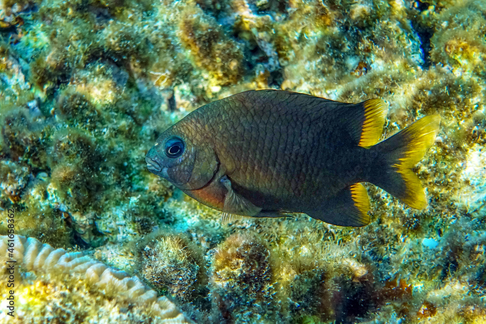 Fototapeta premium Black damselfish taken in the Red sea. Egypt