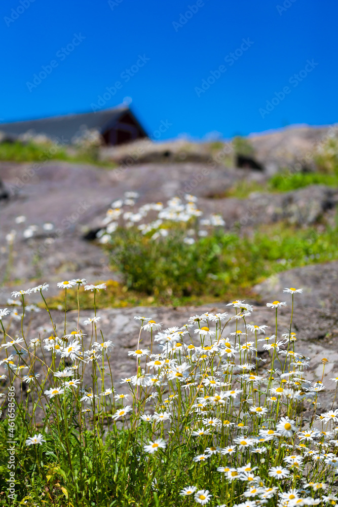 Obraz premium flowers on the rocks