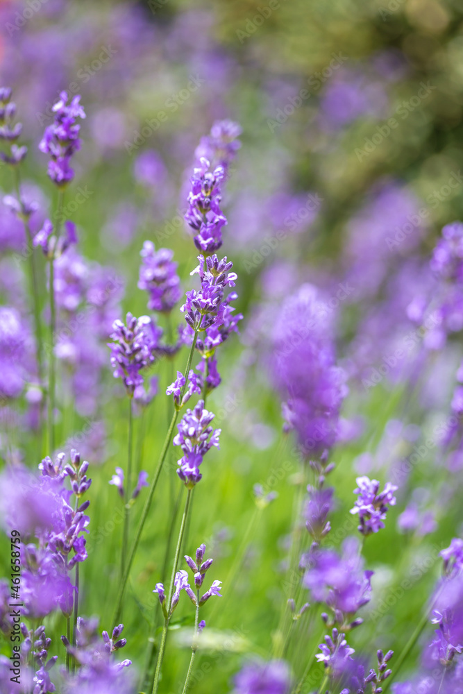 Obraz premium lavender flowers in the garden