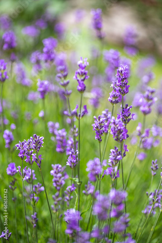 lavender flowers in the garden © Johan