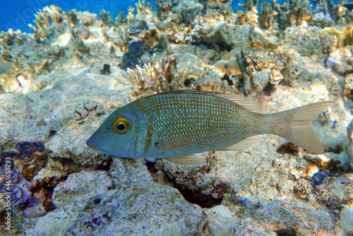 Picnic sea bream fish  Red sea  Egypt