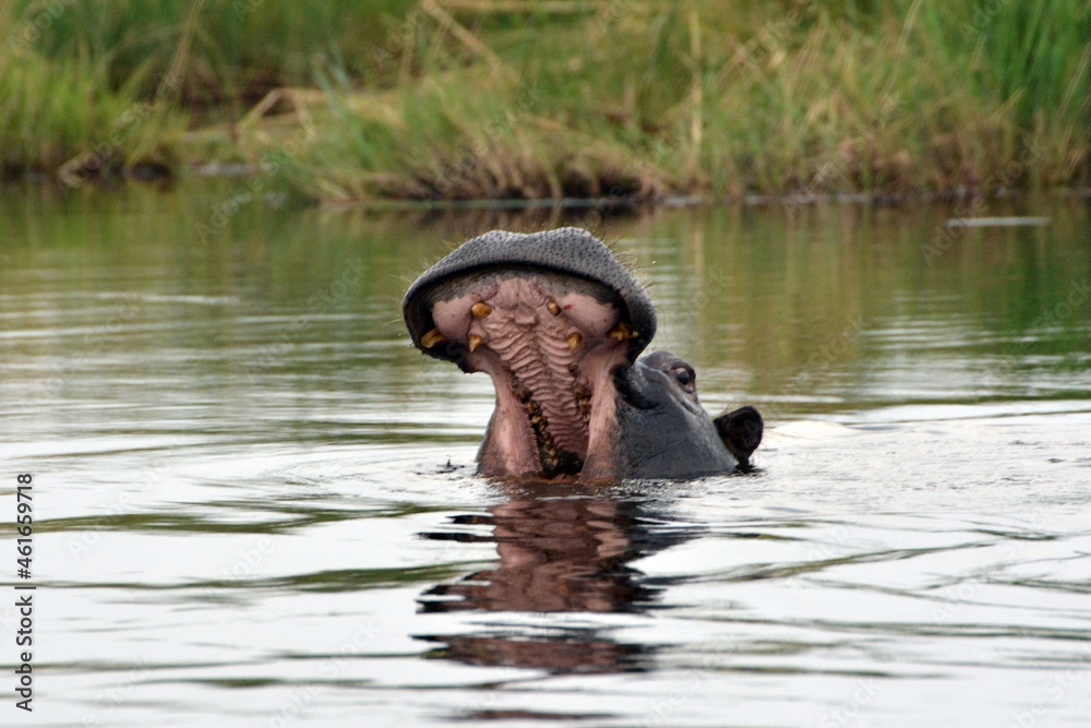 Fototapeta premium hippopotamus in the river