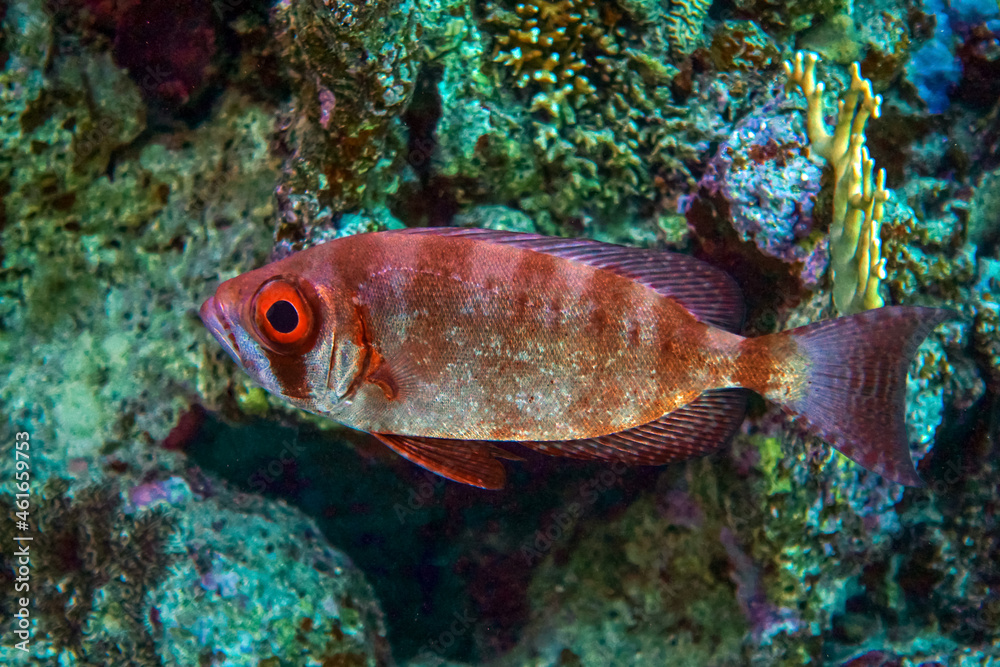 Crescent- tail  Bigeye fish from Red sea ,Egypt