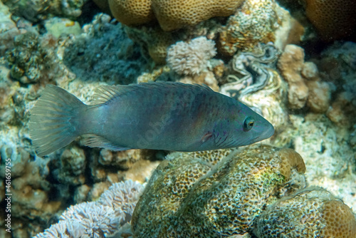 Tropical wrasse fish in Red sea Egypt