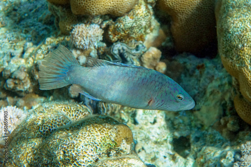 Fototapeta Naklejka Na Ścianę i Meble -  Tropical wrasse fish in Red sea,Egypt