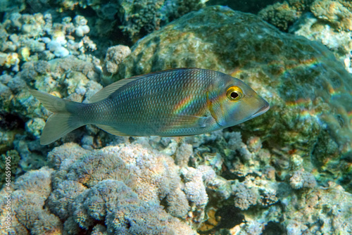 Picnic sea bream fish, Red sea, Egypt