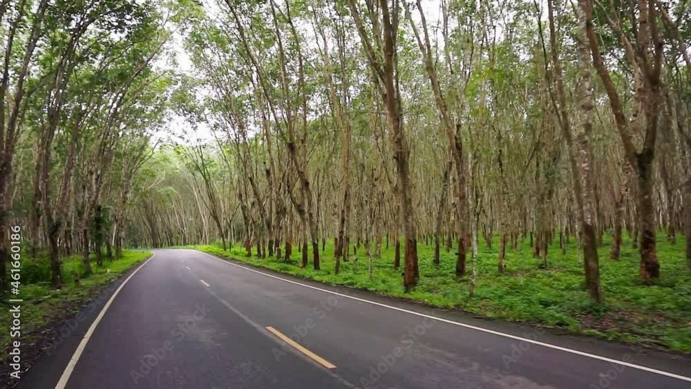 Way in Para rubber tree, Latex rubber, Plantation and tree rubber with road car in southern Thailand, FHD Slow motion Way in Para rubber tree, Latex rubber, Plantation and tree rubber with road car in southern Thailand, FHD Slow motion