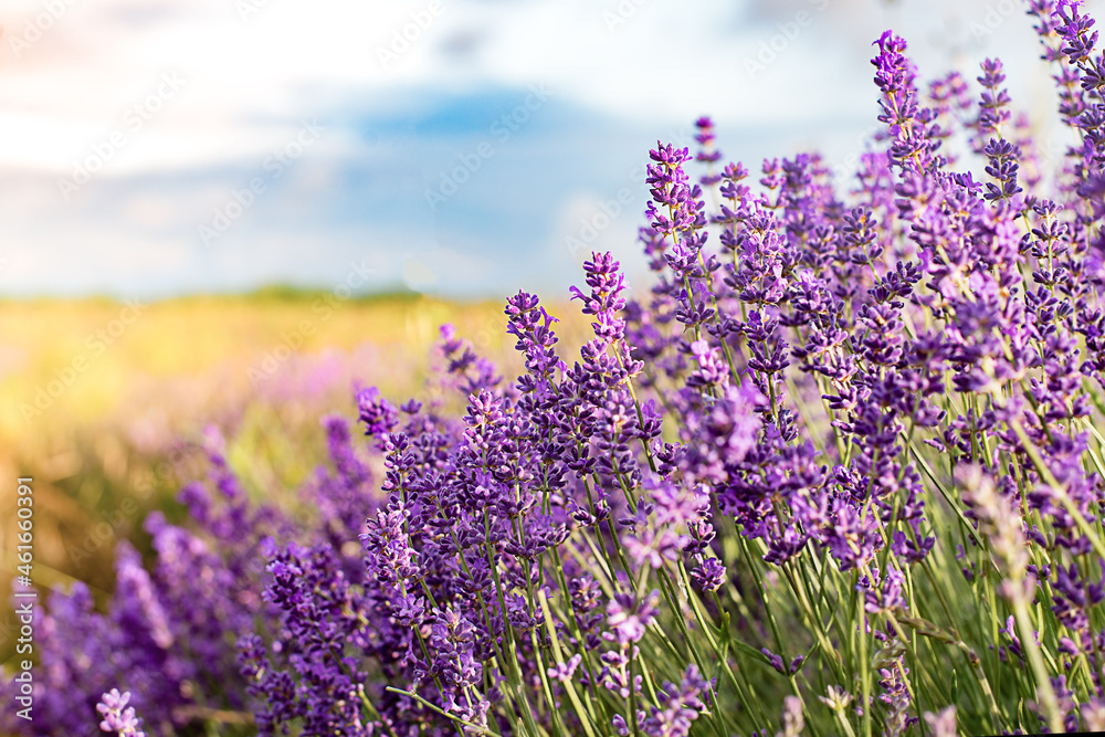 purple lavender flowers and fields with blue sky in summer