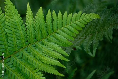Macro of fern leaf on green background