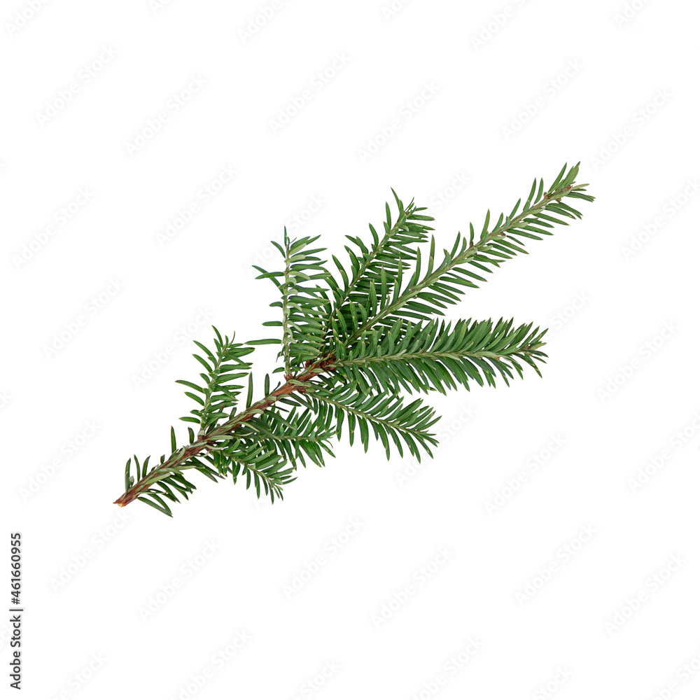 isolated christmas tree branch on white background