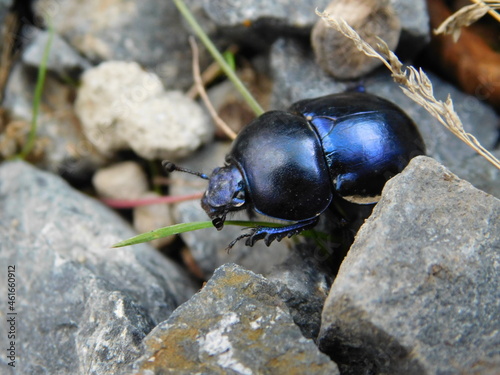 dung beetle Geotrupes earth-boring is a genus of earth-boring scarab beetles in the family Geotrupidae. There are at least 30 described species in Geotrupes