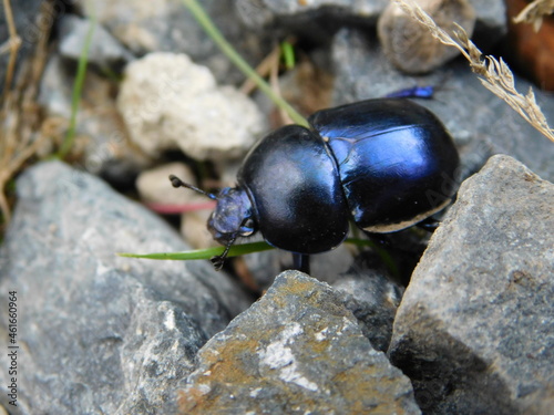 dung beetle Geotrupes earth-boring is a genus of earth-boring scarab beetles in the family Geotrupidae. There are at least 30 described species in Geotrupes