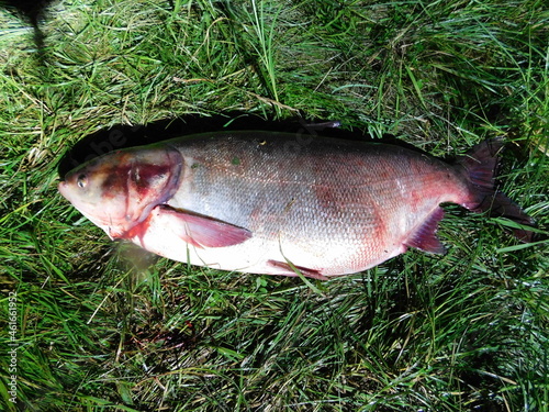 bighead carp Hypophthalmichthys nobilis  freshwater fish Asian carps most intensively exploited in aquaculture fast growth rate primarily filter feeders highly destructive invasive species in the US photo