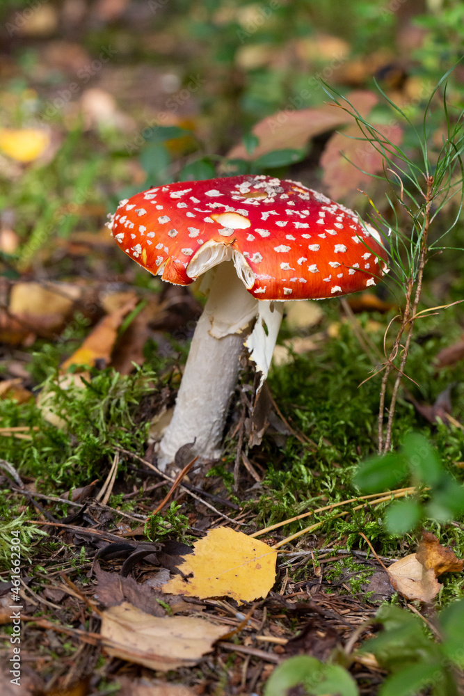 A red poisonous mushroom in the autumn forest among fallen yellow leaves, October. Natural bright background A red poisonous mushroom in the autumn forest among fallen yellow leaves, October. Natural bright background