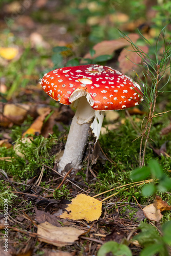 A red poisonous mushroom in the autumn forest among fallen yellow leaves, October. Natural bright background
