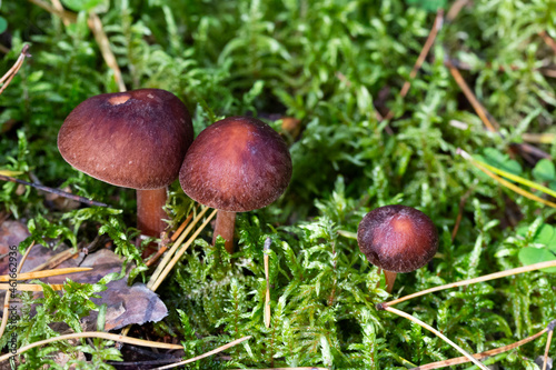 a poisonous mushroom of dark brown color grows in the forest in autumn. Three mushrooms together. The concept is a toxic family, Cortinarius brunneus photo