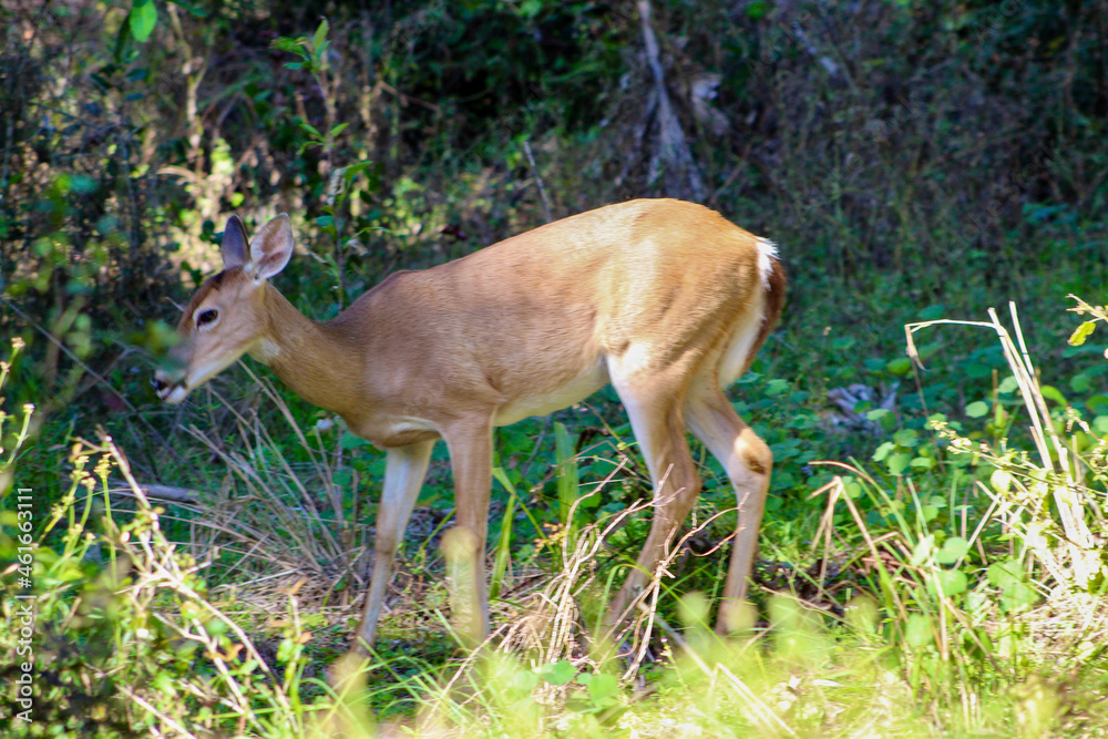 Deer in battlefield park in Florida Deer in battlefield park in Florida